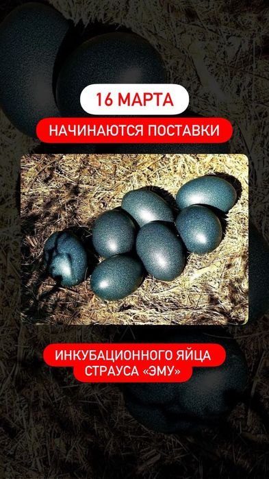 инкубационное яйцо страуса Эму