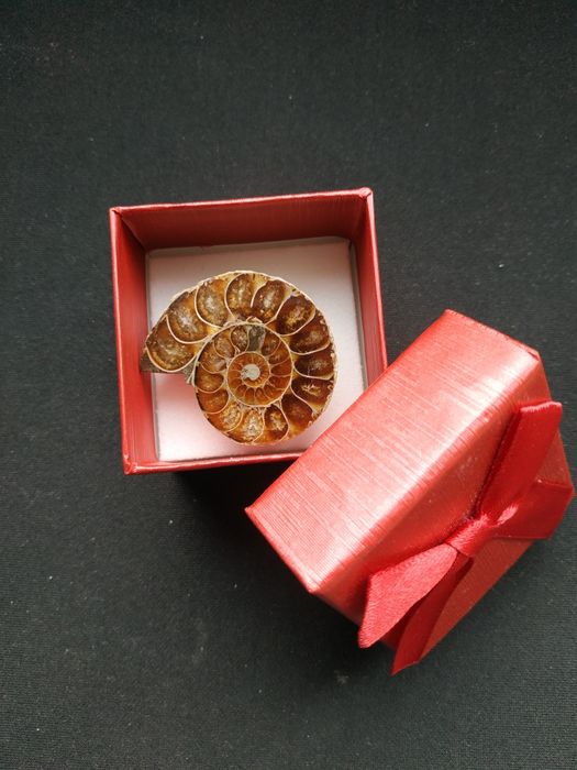 Брошка от естествен амонит-фосил