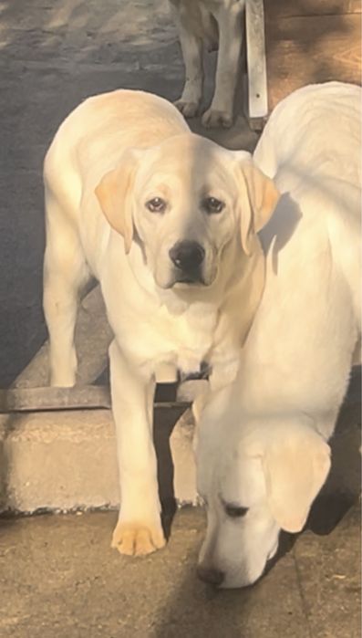 ЛАБРАДОР, девочка, 7 мес.