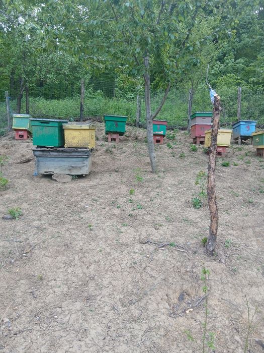 Lăzi goale pentru albine