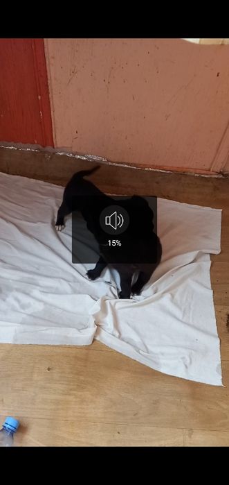 Отдам щенков за продукты питания .