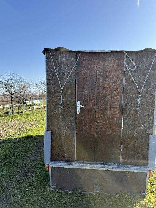 32 familii de albine isi cauta casa noua