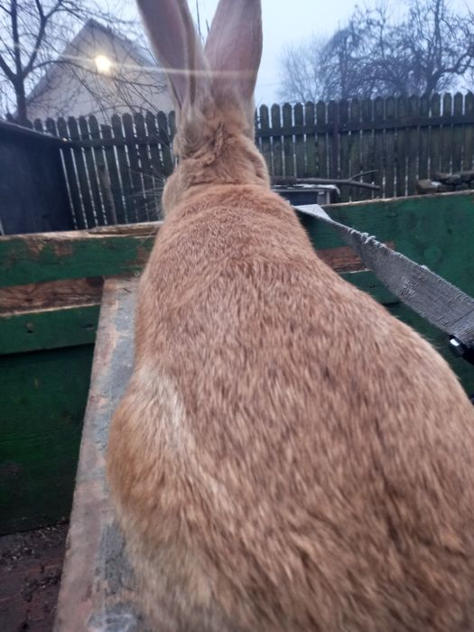 Mascul urias german galben disponibil