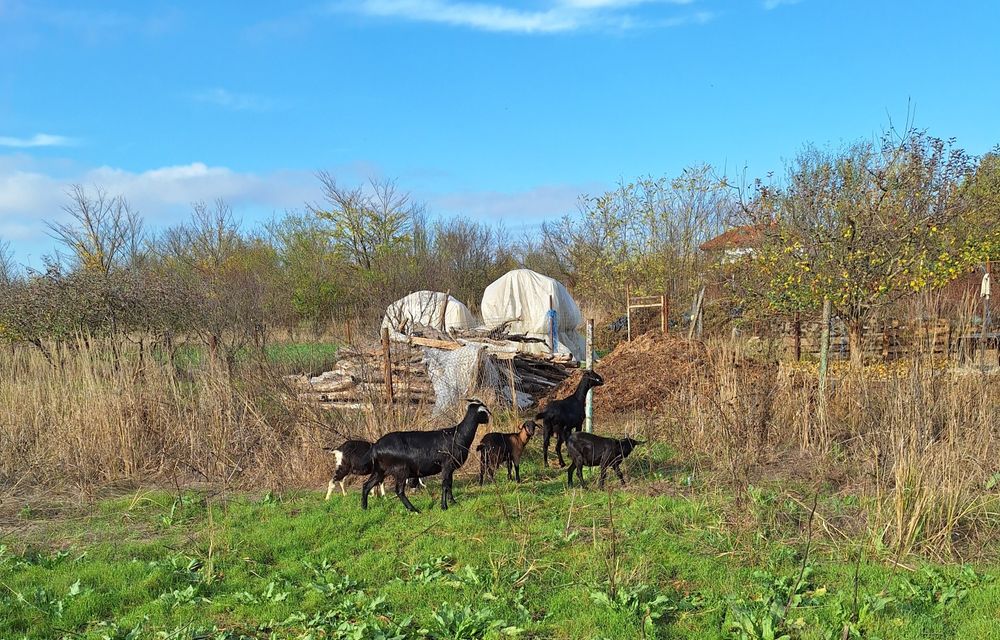 Vand 2 capre Anglo-Nubian si 3 iedute.