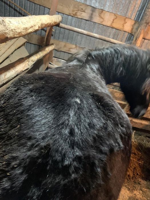 Байтал 700.000 тг