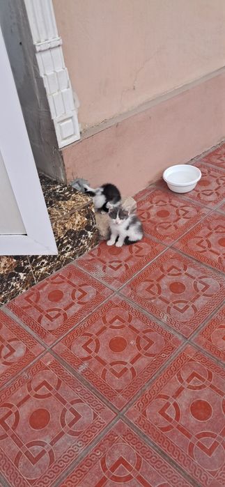 Продаются КОТЯТА