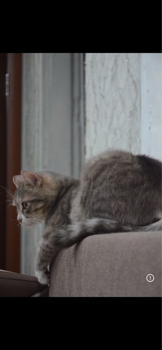 отдам кота в хорошие руки