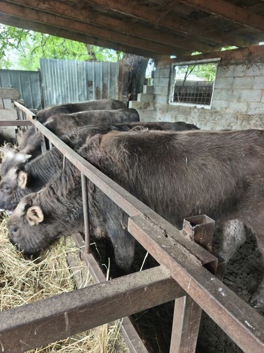 Бычки породы Алатау