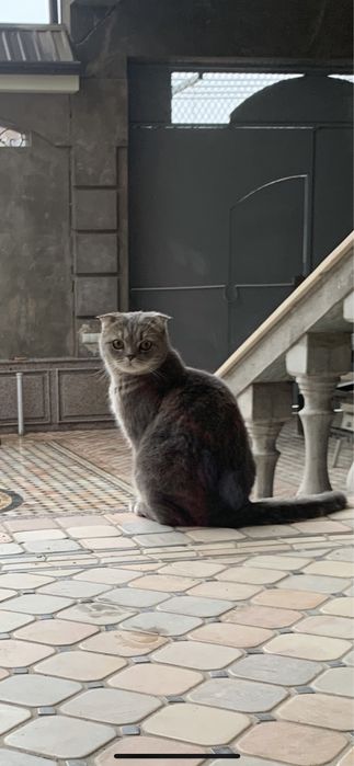 Пропал КОТ!