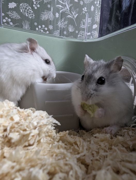 Donez hamsteri siberieni