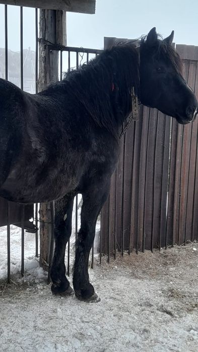 Продам жеребца тяжеловоз