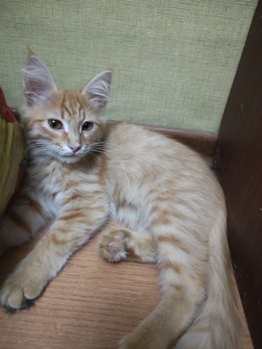 Отдам котёнка в добрые руки