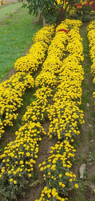 Цветы хирзантема