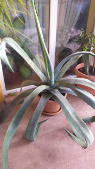 Dieffenbahia -1,2m=100 ron.