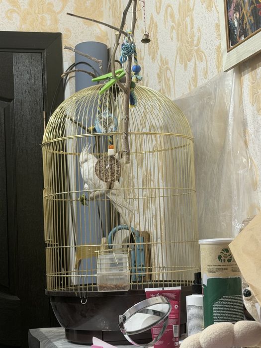 Попугай Карела с клеткой  молодой