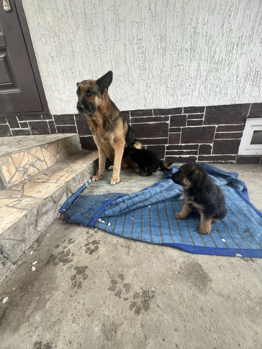 Продается немецкая овчарка(щенки сучки)