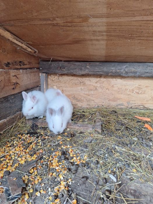 Vând 3 iepurași californieni