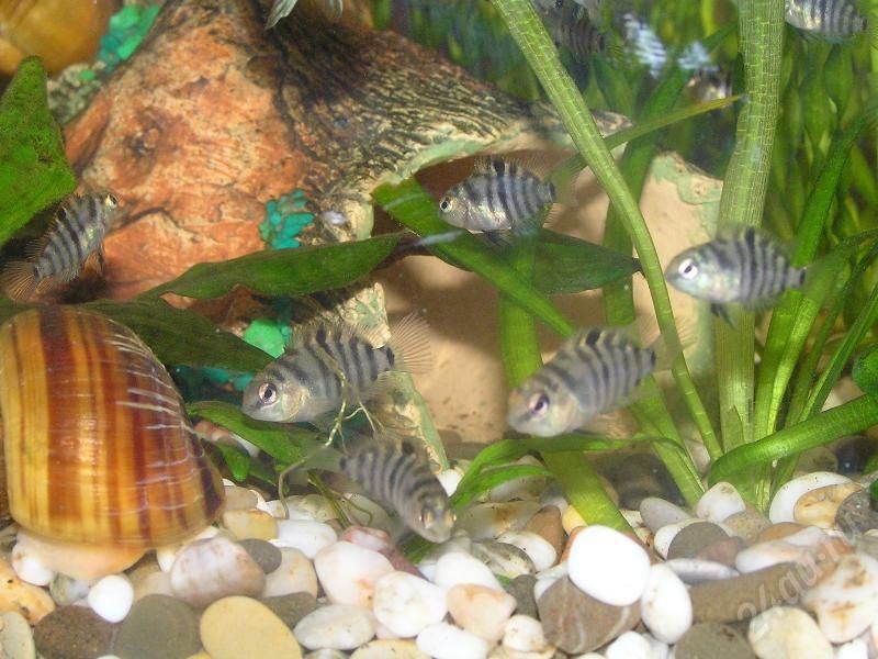 Мальки чернополосой цихлозомы