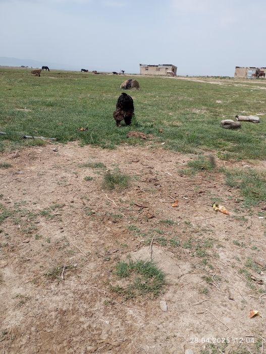 Брам питухи здоровые  молодые