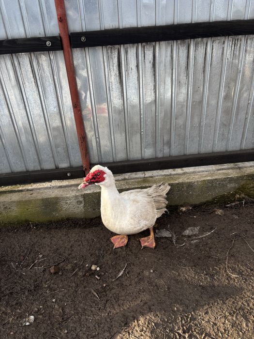 Vand doi ratoi lesesti