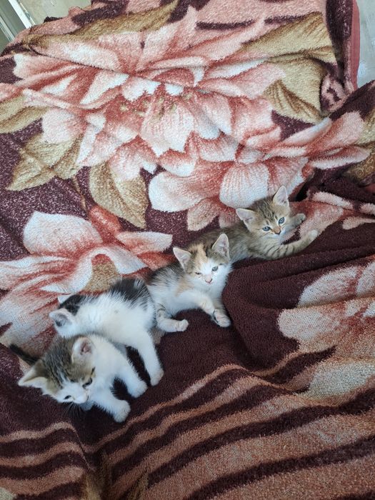 Отдам котят в добрые и заботливые руки