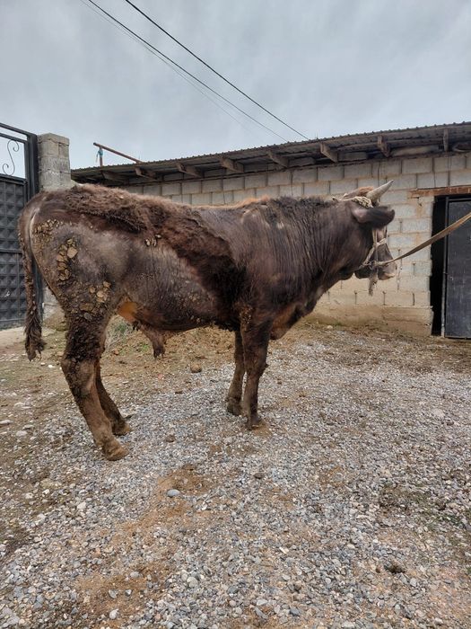 Бордақы бұқалар бар