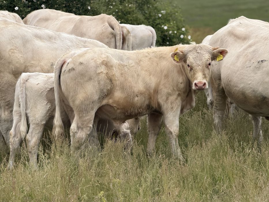Taur Monta cu Pedigree Charolais Homozigot genetic fara coarne