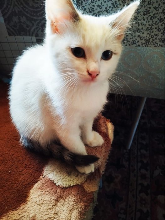 Отдам котят девочек
