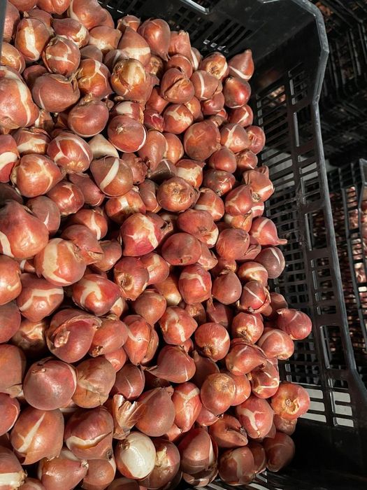 Лукавицы тюльпана