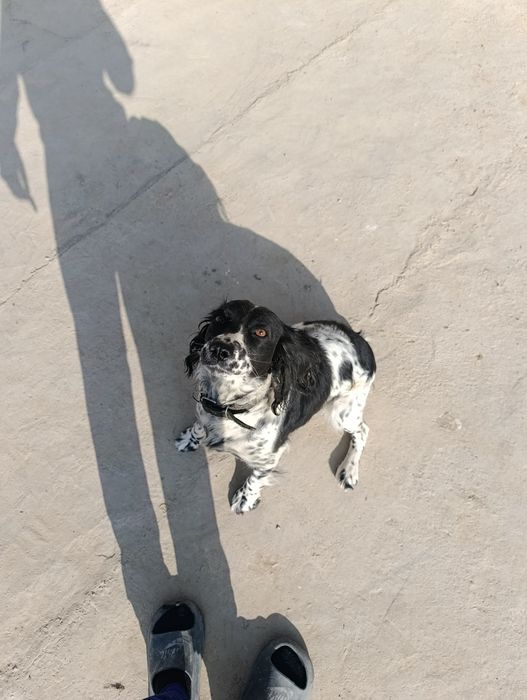 Охотник ит сатылады