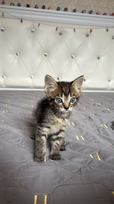 Прекрасный котенок