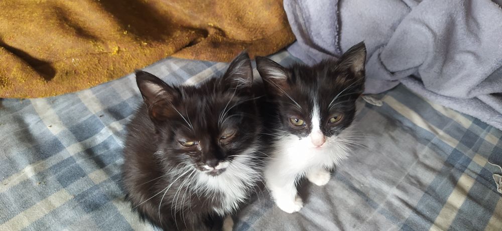 Отдам счастье в добрые руки