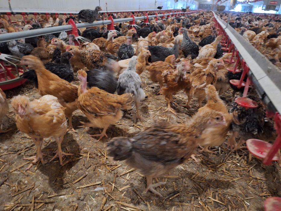 Pui colorați/roșii/pestriți-rasă mixta de vânzare