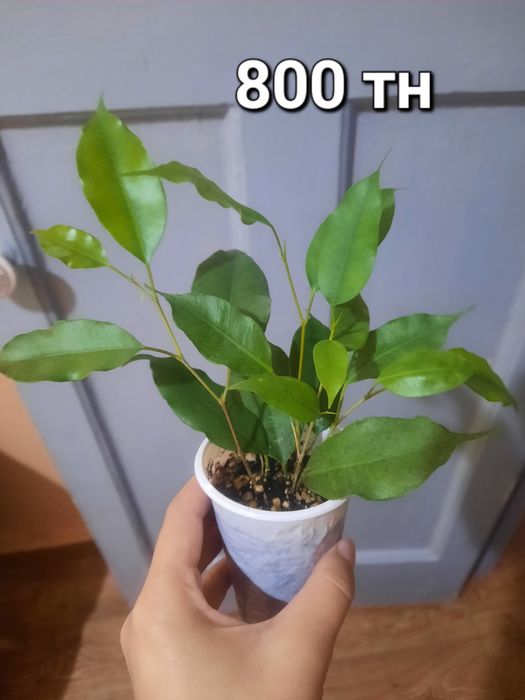 Продам комнатные цветы