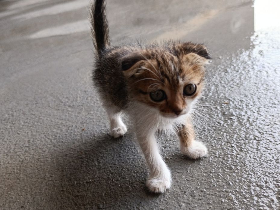 Котята, 4 штуки даром
