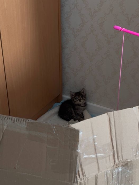Котенок пиратка
