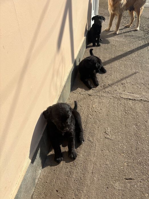 Подарявам кученца