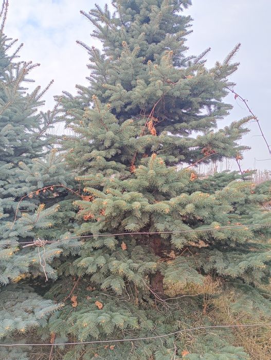 Продам ёлки молодые