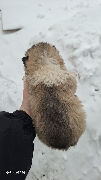 Щенки в добрые руки