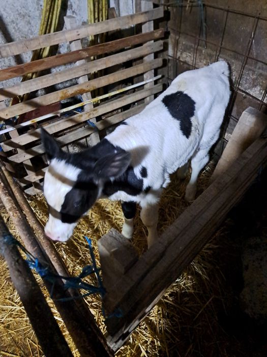 Vind tauras de 2 saptamini frumos.