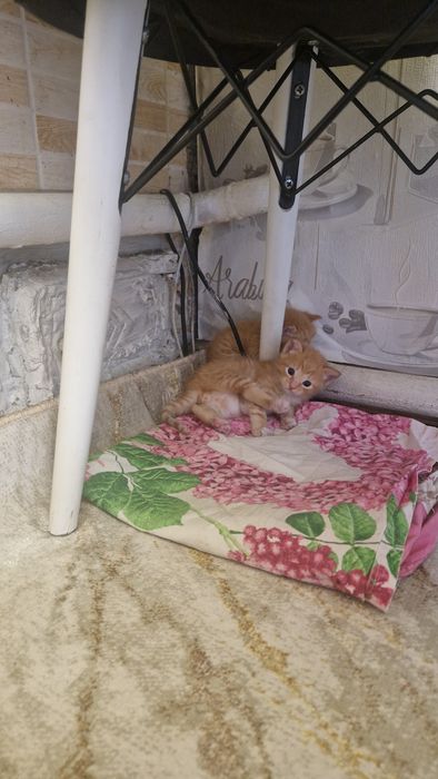 Отдам котёнка в хорошие руки
