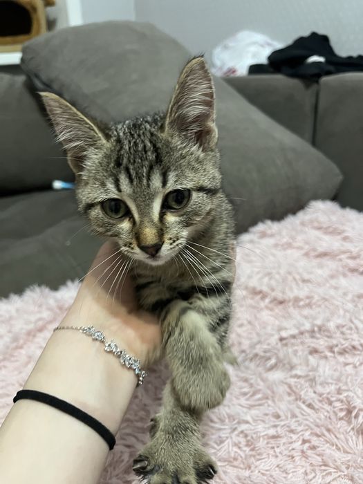 Котеночек мальчик, кот, котик, котенок