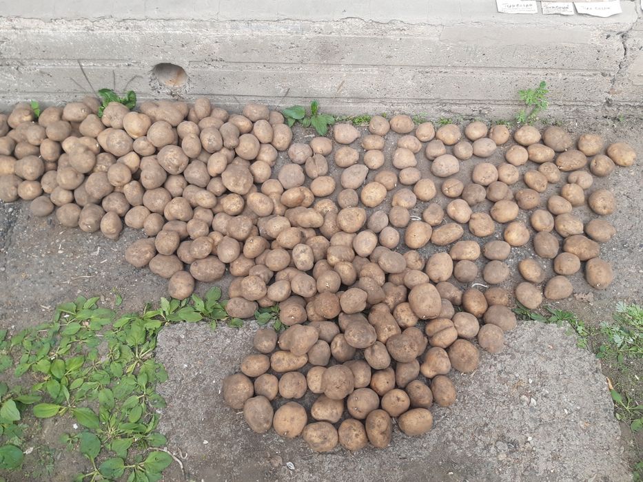 Продам картофель на семена 350