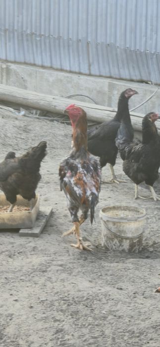 Ассалаумагаликум Дакан петух продам