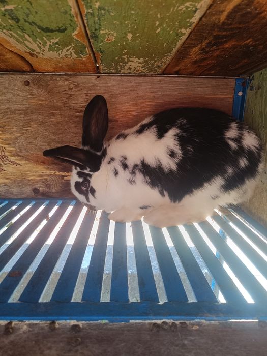 Два мъжки заека. Мелези на 3 месеца и половина.