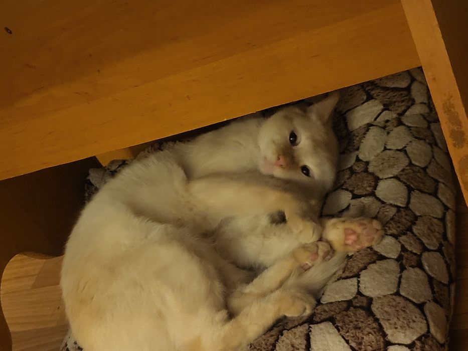 Отдам кота мальчик