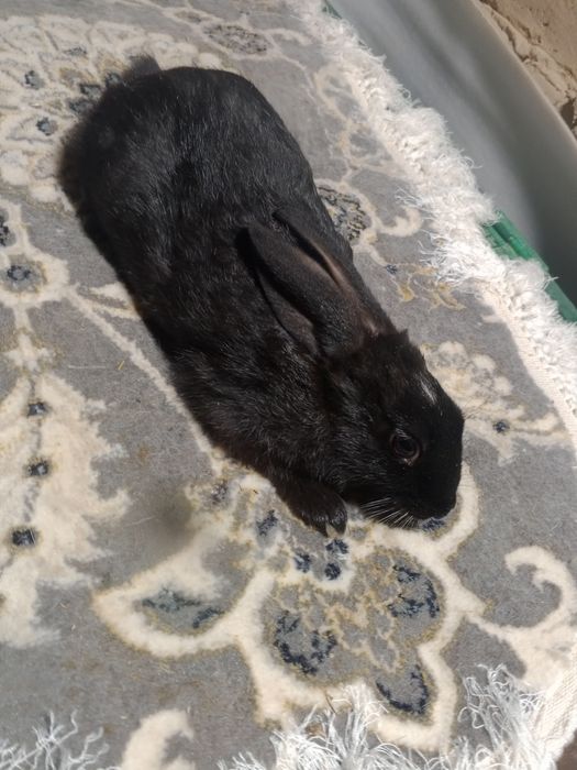 80 mingdan 4 oylik jaydari quyonlar