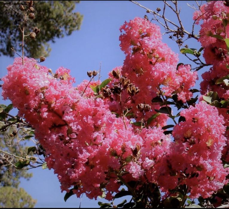 Lagerstroemia indica  ( liliac indian )