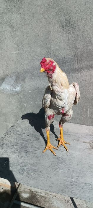 Майский о шамо сатылады