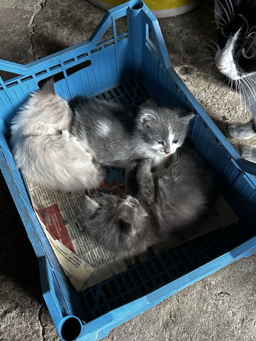 Подарявам котета